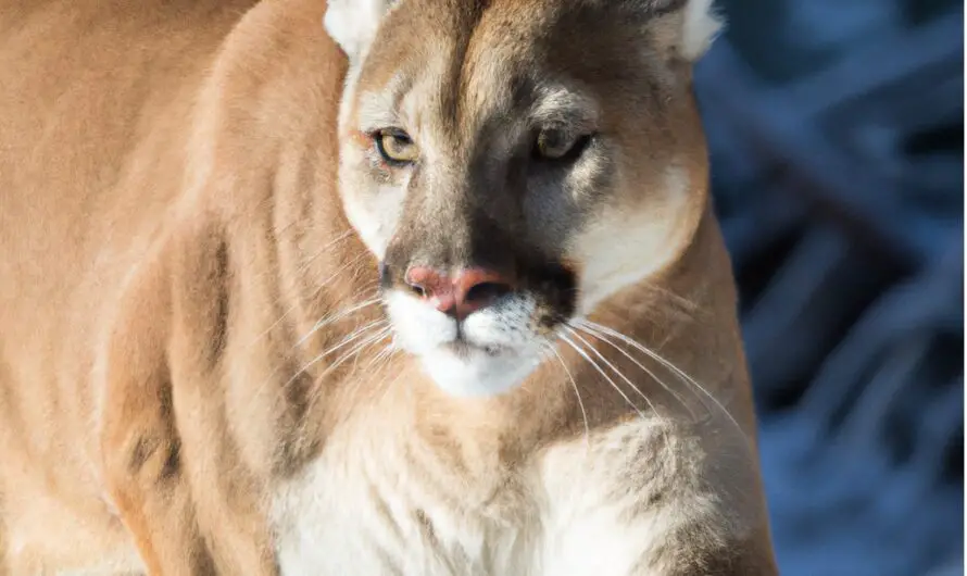 Can You Eat Mountain Lion Meat? Should You? (2023)