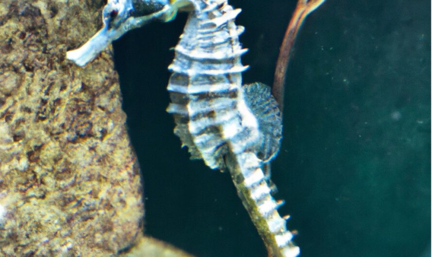 Can You Eat Seahorses? Seahorse for Supper in 2023